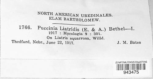 Dicaeoma liatridis image